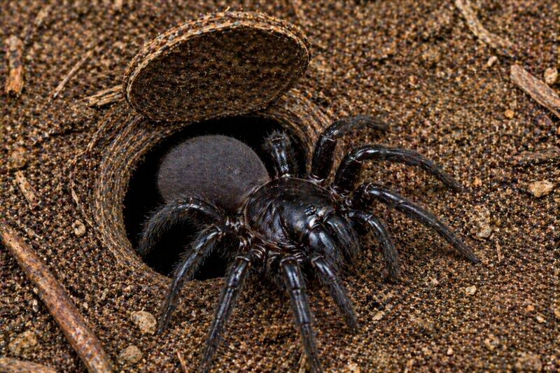 Trapdoor Spider Extermination in Frisco, TX