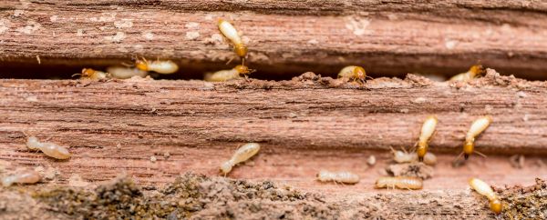Grow your Wood Pest Inspection business