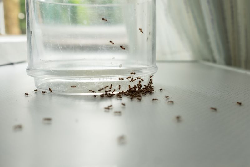Ant Control Service in New Braunfels, TX