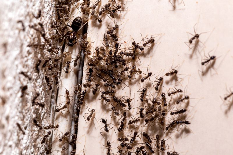 Black Ant Extermination in Rockwall, TX