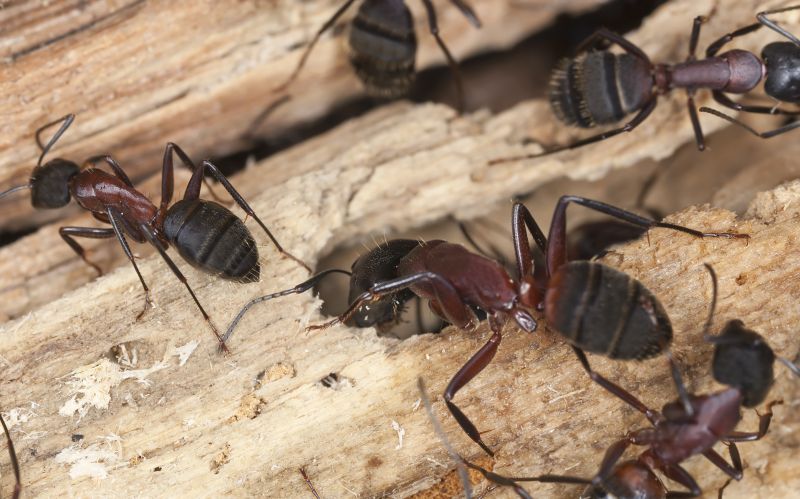 Black Ant Extermination in Denton, TX