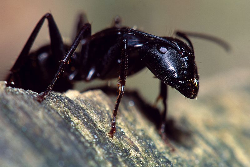 Carpenter Ant Extermination in Denton, TX