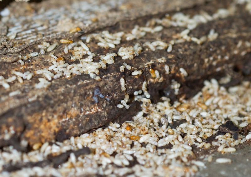 Common Signs Of Termite Activity In Commercial Properties