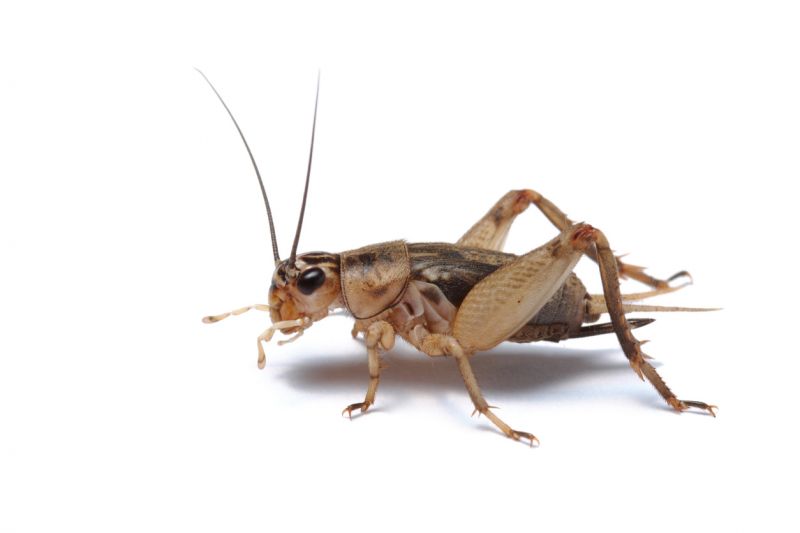 Cricket Prevention in Katy, TX