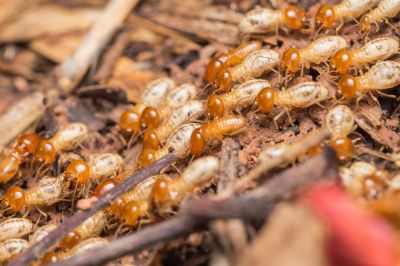 Early Warning Signs Of A Termite Infestation