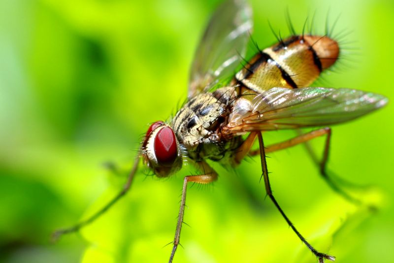 Fly Extermination in Katy, TX