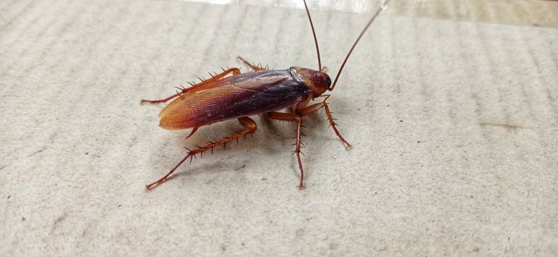 Roach Fumigation in Oklahoma City, OK
