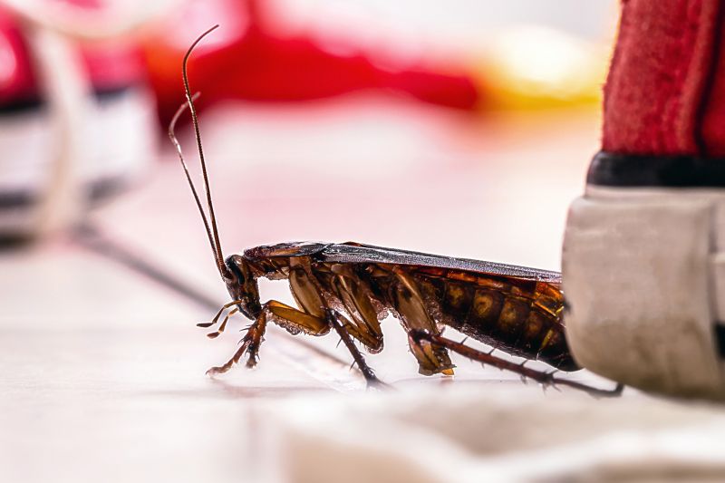 Roach Fumigation in Myrtle Beach, SC