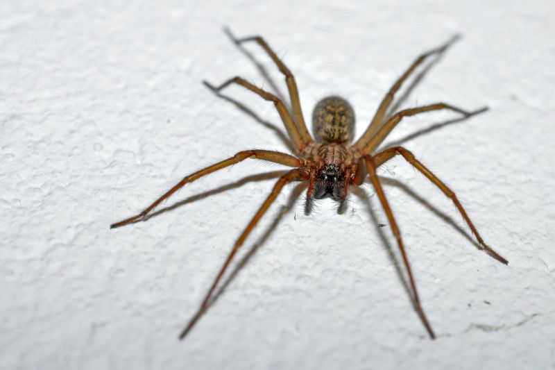 Spider Control Service in Fort Worth, TX