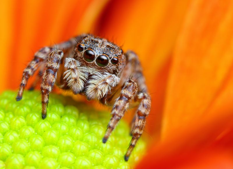 Spider Extermination Service in Frisco, TX