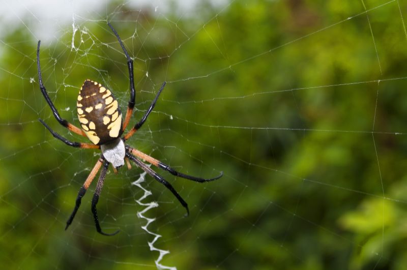 Spider Fumigation Service in Myrtle Beach, SC