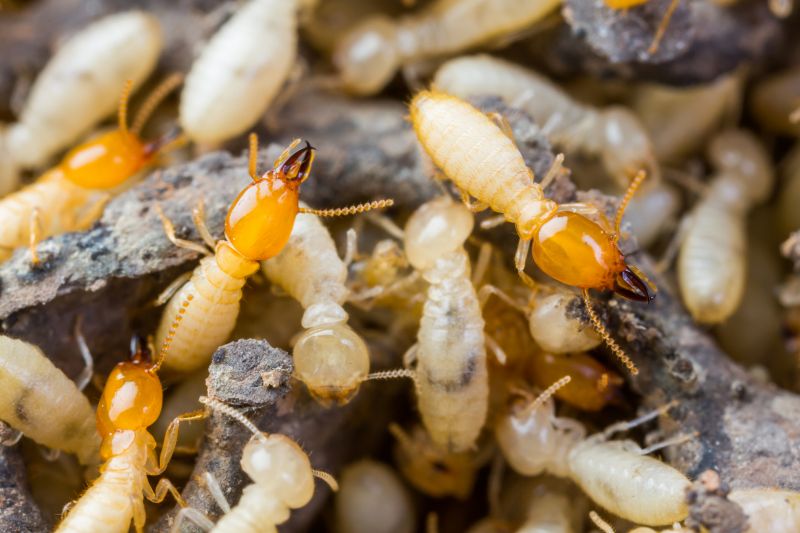 Termite Tenting in Myrtle Beach, SC
