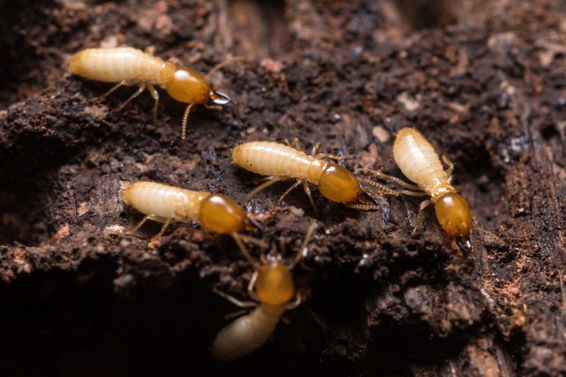 The Hidden Costs Of Termite Damage In Commercial Buildings