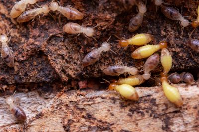 The Hidden Costs Of Termite Damage In Commercial Buildings