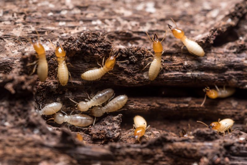 Why Professional Termite Pest Control Is More Effective Than Diy Treatments