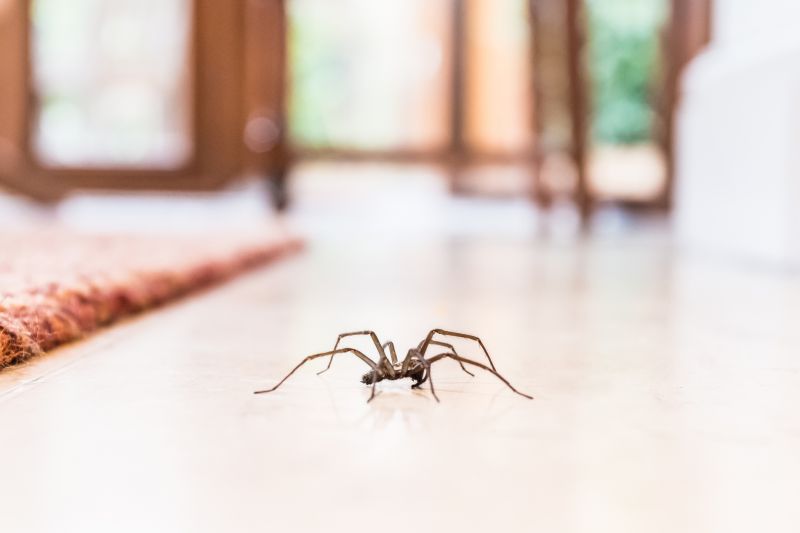 Wolf Spider Removal in Frisco, TX