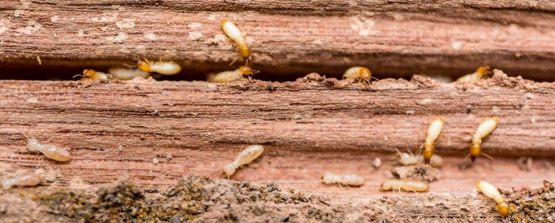 Wood Pest Inspection