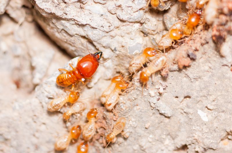Detecting Termite Damage